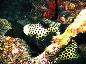 Spotted Trunkfish. Roatan-on wreck of Prince Albert, This... by David Gilchrist 